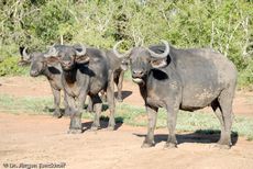 Afrikanischer Büffel (29 von 102).jpg